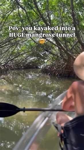 Clear Kayak Tours at Shell Key Preserve