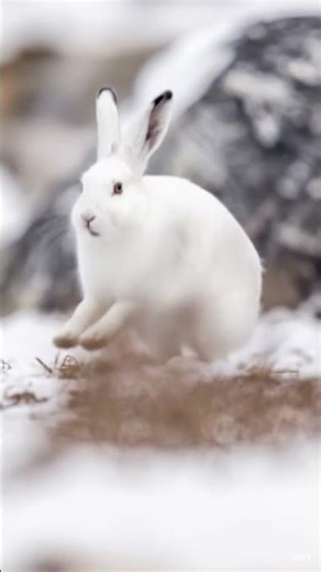 The Arctic Ghost 🐇 | How the Snow Hare Survives the Frozen Wild#hare#snowhare#viral #foryou#shorts