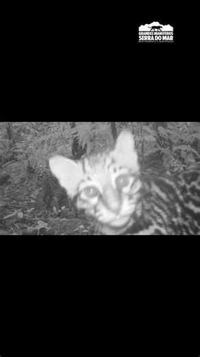 Bebê jaguatirica cheirando a câmera #biology #ocelot #nature #animals #feline