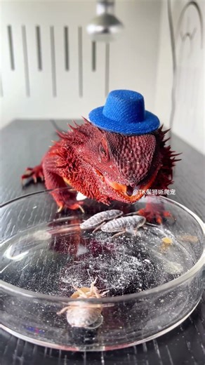 Lion Lizard Hunting Moment; "Everything is Cute" Project; Scientific Pet Care Guide; Feeding Lizards