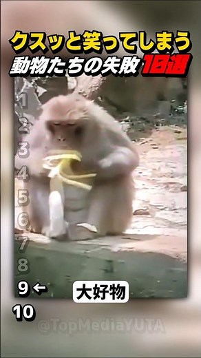 【Part38│笑える】クスッと笑ってしまう動物たちの失敗10選 #shorts