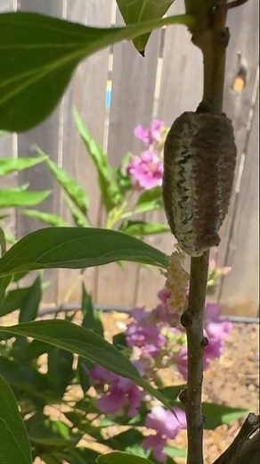 Found a Praying Mantis Egg Case🌺 #californiagardening #garden #zone9b #gardening #prayingmantis