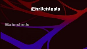 WHAT IS THIS ALIEN LIKE BACTERIA, CALLED BORRELIA BURGDORFERI? It's bad, folks. It's mean, it's debilitating, it's ignored by the medical community and it brings a series of co-infections with it. This is an excerpt from the documentary The Monster Inside Me, where we expose the truth, lies and healing behind Lyme disease. Have you seen it yet? Watch it today exclusively at www.themonsterinsideme.com. #lymedisease #Lyme #lymewarrior | The Monster Inside Me - Lyme Documentary