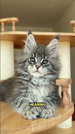Why Cats Flick Their Ears – Understanding Feline Sensory Signals