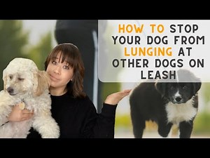 Dog Lunging at Other Dogs While On Leash (3 Step Guide)