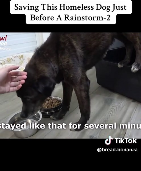 Saving This Homeless Dog Just Before A Rainstorm-2