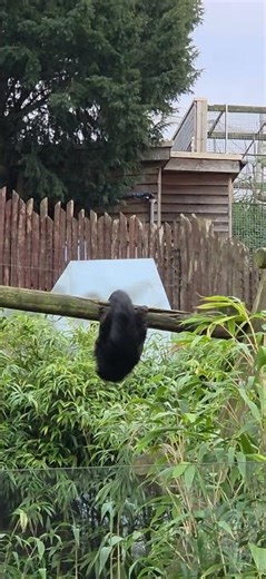 Binturong at Colchester Zoo #nature #animals #shorts #short