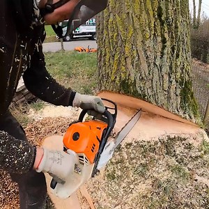 Felling oak tree diameter 1m25 with stihl 500i 40 bar | Damian Keith