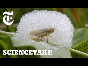 To Survive, This Bug Builds a House of Bubbles | ScienceTake