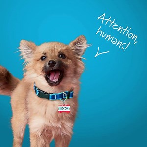 Furry friends need fashion too, especially on National Pet Day! 🐶🐱 Get a small pet collar for $1, or upgrade to a larger size for just a bit more. Use code COLLAR by tonight, Apr 11. | Shutterfly