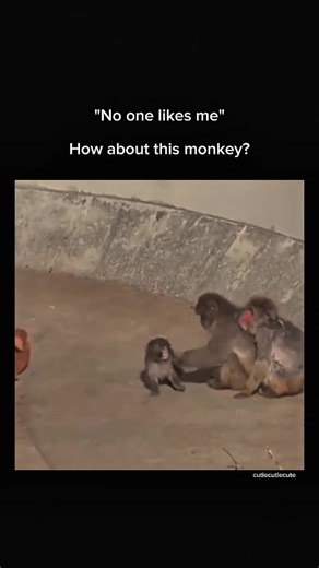 Understanding Rejection and Abandonment in the Animal Kingdom