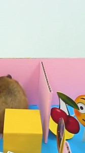 Hamster emoji maze 😃🙂 #hamster #homuraham #hamstermaze #emoji #hamsterchallenge | Homura Ham