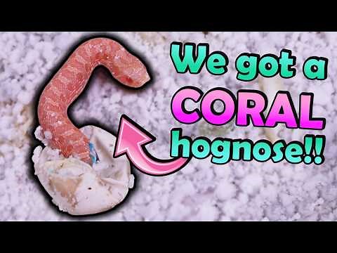 Bright PINK Hognose Snakes Hatching!