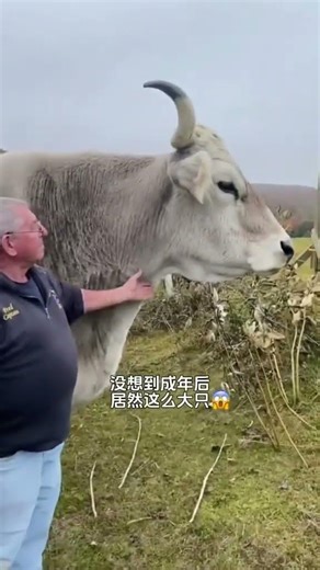Mystery Cow Breed Unveiled: Is It a Magical Creature? CuteCow BreedGuessing