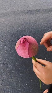 26K views · 220 reactions | ✨Here's how to help this beautiful lotus flower bloom  #SummerVibes #lotusflower #FlowersOfInstagram #NatureLovers #BloomingBeauty | FloralSupplies.com | Facebook