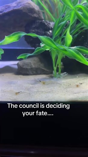 Baby Prawns Enjoying Their Favorite Bone in Aquarium