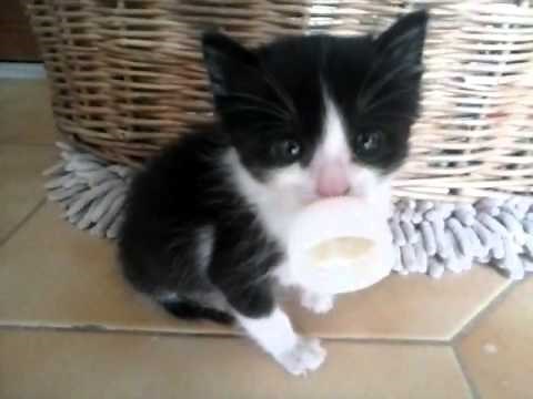 Cute Kitten with pacifier