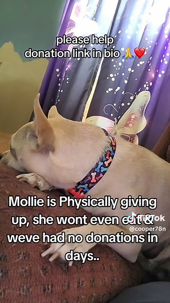 Mollie is my 8-year-old Chihuahua/Lab mix and my absolute best friend. She’s recently been diagnosed with cancer, with tumors located near/behind her heart. Our vet says she’ll need multiple complex surgeries and ongoing care to have a real chance. I’m currently in a tough financial spot and can’t afford these vet expenses on my own. Asking for help isn’t easy, but I’ll do anything to give Mollie a shot at more good years—more couch cuddles, car rides, and tail wags. What your donation helps cov