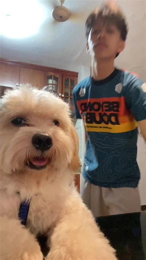 The Joy of Dogs: Unconditional Love and Playfulness