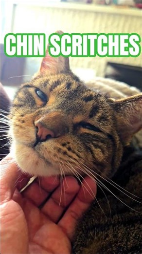 Waffles Enjoying His Chin Scritches #WafflesTheCat #Cats #CatScratch