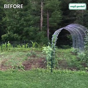 986 reactions · 126 shares | 凌 Redefine Gardening with Vego Garden Modular Raised Garden Beds  Naturally Yields Stronger Healthier Plants  Made From Metal Designed to Last 20+ Years ✅ Ergonomic Raised Garden Beds - Less Bending Down  Shop Now While Inventory Lasts  vegogarden.com | Vego Garden | Facebook