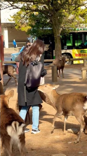 外国人観光客がシカにお米のビスケットを与えている。 #deerpark