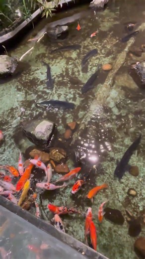 Passing time 🐠🐠 #bangladesh #aesthetic #sound