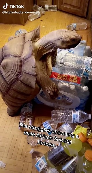 HighImMaryJane on TikTok