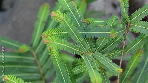 Fresh green Amla (Indian gooseberry) leaves, scientifically known as Phyllanthus emblica. Herbal medicinal plant leaf widely used in Ayurveda, natural remedies, and traditional medicine.