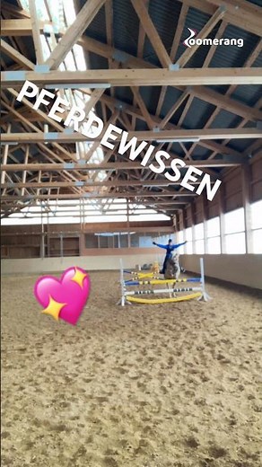 Freehand jumping 🥰#Jumping #Haflinger #Riding #Hafi #HorseKnowledge ￼#FreehandJumping #Horses￼
