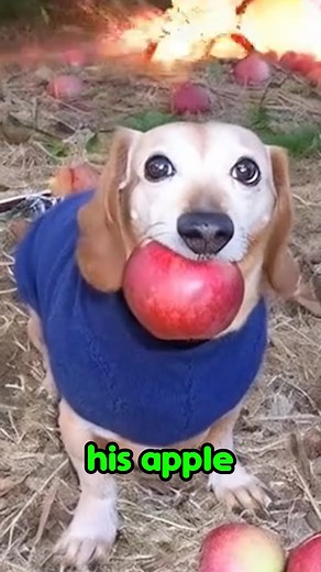 Dog's Hilarious Birthday Party After Unexpected Event