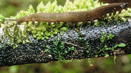 New Zealand peripatus/ngāokeoke