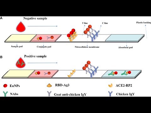 Immunochromatography Or lateral flow immunoassay ; Principle, procedure, Application