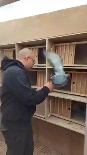 3.7K views · 122 reactions | Marathon Pigeons - Martin De Poorter | PigeonVibes | Facebook