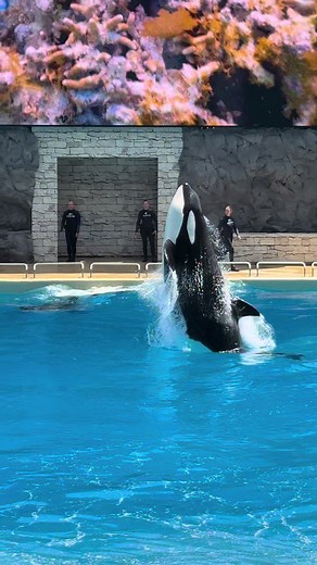 Saturday, May 9th—for my 765th Orca Encounter. The new scenery is evolving very quickly. I go to SeaWorld Orlando every day.
