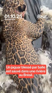2.3M views · 36K reactions | Un jaguar blessé par balles sauvé au...