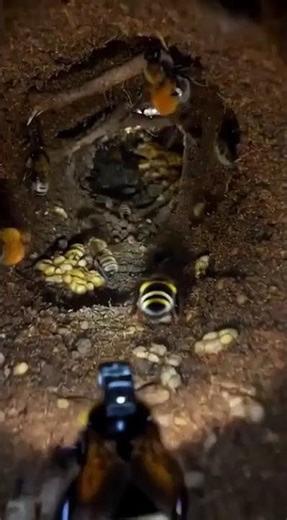 Tiny Camera on a Bumblebee – Underground Colony Revealed! #shorts