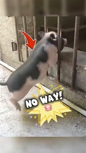 Funny Pigs Doing the Most Random Things! 🐷🤣#funny #shorts #shortvideo #animals #cutebaby