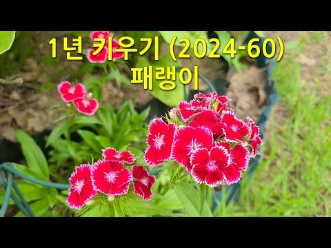 1년 키우기(2024-60) 패랭이. This is how Rainbow pink changes over the course of a year.
