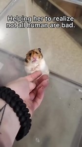 A scared hamster finds love, friendship, and a family ❤️ #hamsters #wholesome #love #rescue | Pawsitive Vibes