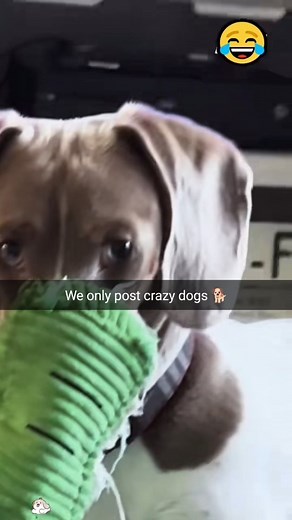 Crazy Dogs Moments on Instagram: "We ONLY post the craziest dogs on the internet! Wild zoomies, goofy fails, chaotic bark energy — it’s nonstop madness! Follow for daily dog chaos you won’t believe! Tag a friend who LOVES crazy pups! #CrazyDogsOnly #DogFails #ZoomiesGoneWild #DogsofInstagram #FunnyDogs #ViralDogs #DailyDogLaughs #DogReels #DogLovers #DogComedy #GoofyDogs"