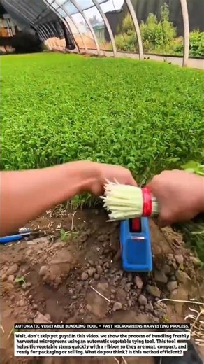 Automatic Vegetable Bundling Tool – Fast Microgreens Harvesting Process.