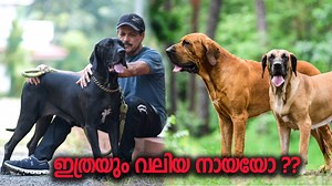 വിഡിയോയിൽ കാണിച്ചിരിക്കുന്ന പപ്പീസുമായി ബന്ധപ്പെട്ട കാര്യങ്ങൾക്ക് : Abhishek C Ajith : 9207535199 ------------------------------------------------------------------------------------------------------------------------------ ഇൻസ്റ്റാഗ്രാമിൽ ഞങ്ങളെ ഫോളോ ചെയ്തത് സപ്പോർട്ട് ചെയ്യാൻ മറക്കലെ.. https://www.instagram.com/vickies_greeny ---------------------------------------------------------------------------------------------------------------------------------------- നമ്മുടെ ഫാം അക്കൗണ്ട് ലിങ്ക് : h