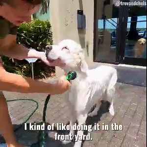 How to bathe a Great Pyrenees 😂 | TmarTn