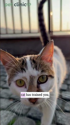 Every Meow Your Cat Makes Has a Reason #catbehavior #petunderstanding #shorts