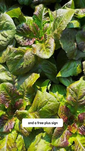 34K views · 880 reactions | Natural calcium fertilizer. | Ramos Mark | Facebook