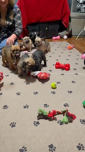 Listen close! You can hear one of our adults in the living room that’s upset. (She sounds like a monster) She wants to come play so bad, but this was a puppy party where they are discovering toys. The adults would steal every toy from the puppies. #wildanimals #animalsounds #howling | Callahan French Bulldogs