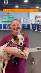 Ever wonder why so many dog parents choose Zoom Room? It’s more than training, it’s a community where your pup learns, grows, and has a blast right alongside you. Whether it’s agility, obedience, or just fun with friends, we’ve got a spot for every dog and their favorite human. Come see why our pack loves it here, book your dog’s orientation today! 314-394-2084 #zoomroomcrestwood #dogtrainingfun #happydoghappyhome #zoomroomdogs #trainplaylove | Zoom Room Dog Training