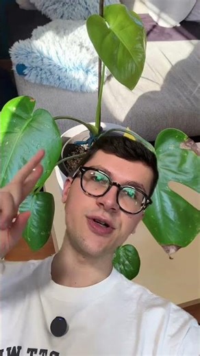 That's why the Monstera looks like this 🌱🥲 #plants #monstera #monsteradelisiosa