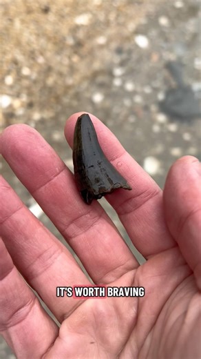 Massive fossilized crocodile 🐊 tooth found at Calvert cliffs!